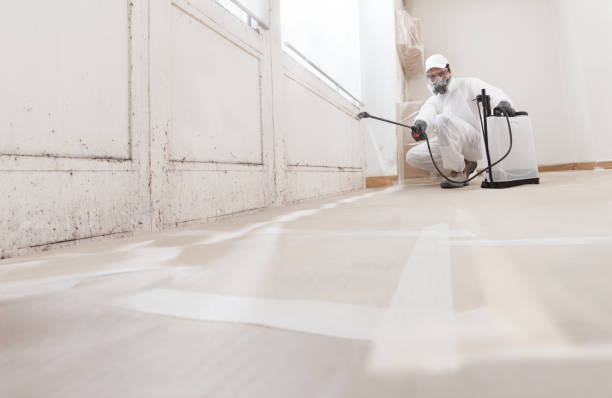 Black mold remediation team in Cedar Springs
