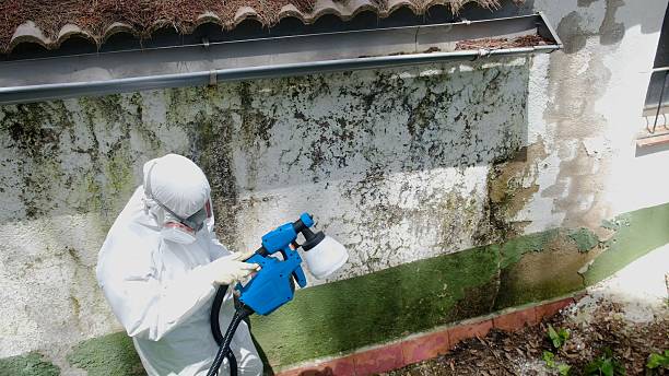 Mold Remediation service in Cedar Springs, Cedar Springs, MI